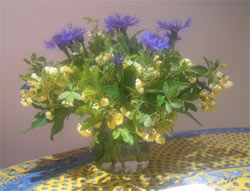 Rosa banksiae and cornflowers