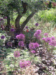 Chelsea Flower show. Scent of a Roman Garden