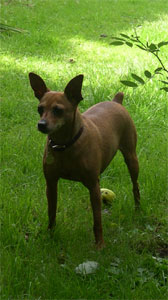 The Contessa posing under the apple trees