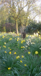 Thriplow daffodils