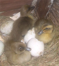 Indian Runner ducklings with eggs on nest