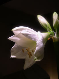 amaryliis opening bud