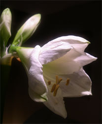 white amaryllis