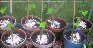 baby cucumber plants