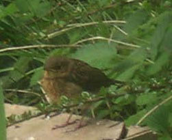 baby robin