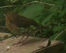 baby robin waiting for food