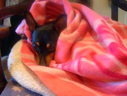 Inca modelling the Barbie dog blanket