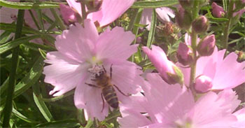 bee enjoying RHS Hampton Court Flower Show 2007