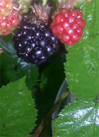 blackberry detail