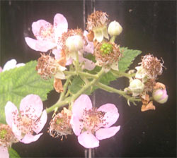 blackberry flowers in summer