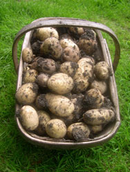 potatoes