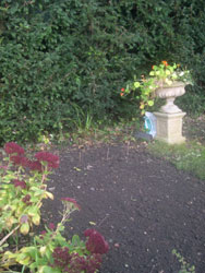 broad bean border