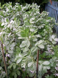 broad beans gently supported enjoying the rain