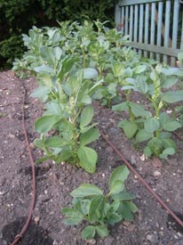 broad beans drip feed watering