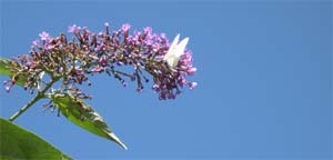 white butterfly enjoys buddleia flowers