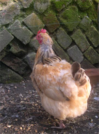 chicken moulting