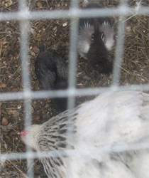 bantam chicks and Mrs Boss