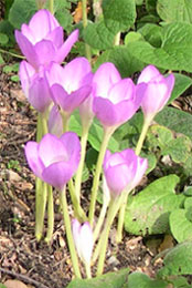 colchicums in Beth Chatto's garden