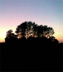 copse at sunset