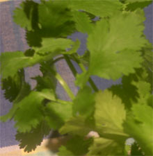 coriander