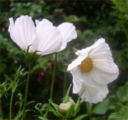 white Cosmos flowers