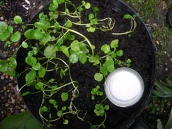 slug trap with milk