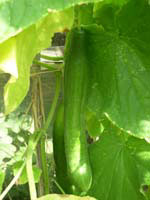 cucumbers in our greenhouse