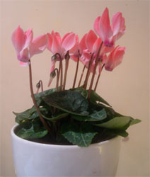 cyclamen