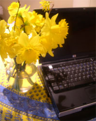 jug of daffodils beside my laptop
