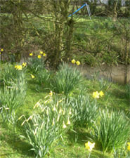 daffodils and moat
