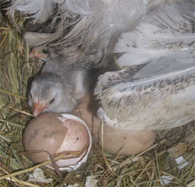 day old keets