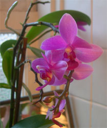 dendrobium orchid