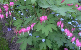 Dicentra, Ladies in the bath, Bleeding Heart