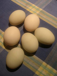 Indian running duck eggs