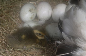 duckling and eggs