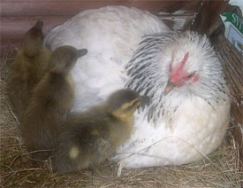 Indian Runner ducklings and bantam hen