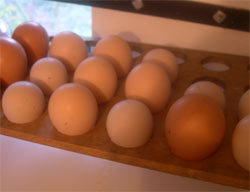 egg rack