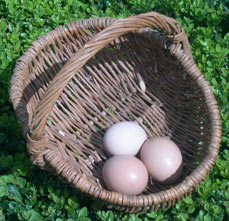 three eggs in a basket