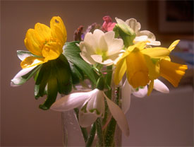 February posy from our garden