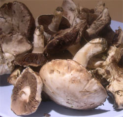 feild mushrooms
