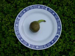 fig on plate
