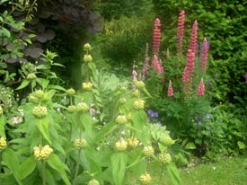 fordham plants in my border