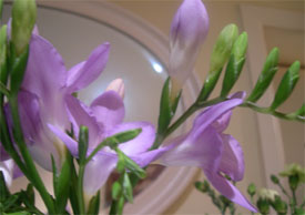 freesias