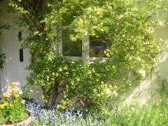 front door and rosa Banksia