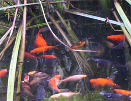 goldfish in our pond