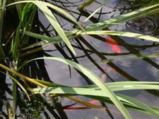 goldfish in our pond