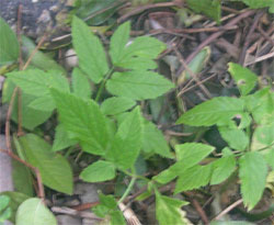 ground elder