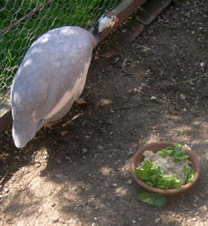 guinea and mash