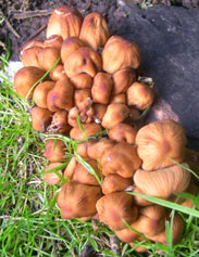 honey fungis mushrooms
