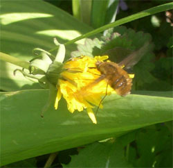 humingbird moth in Essex